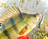 Fish Arrow Flash J Shad 4 inch PLUS SW Series
