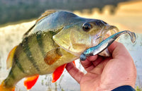 Fish Arrow Flash J Shad 4 inch PLUS SW Series