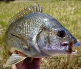 Pontoon 21 Pillo Grub 2 inch
