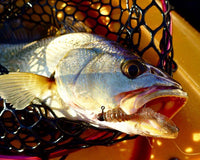 Pontoon 21 Pillo Grub 2 inch